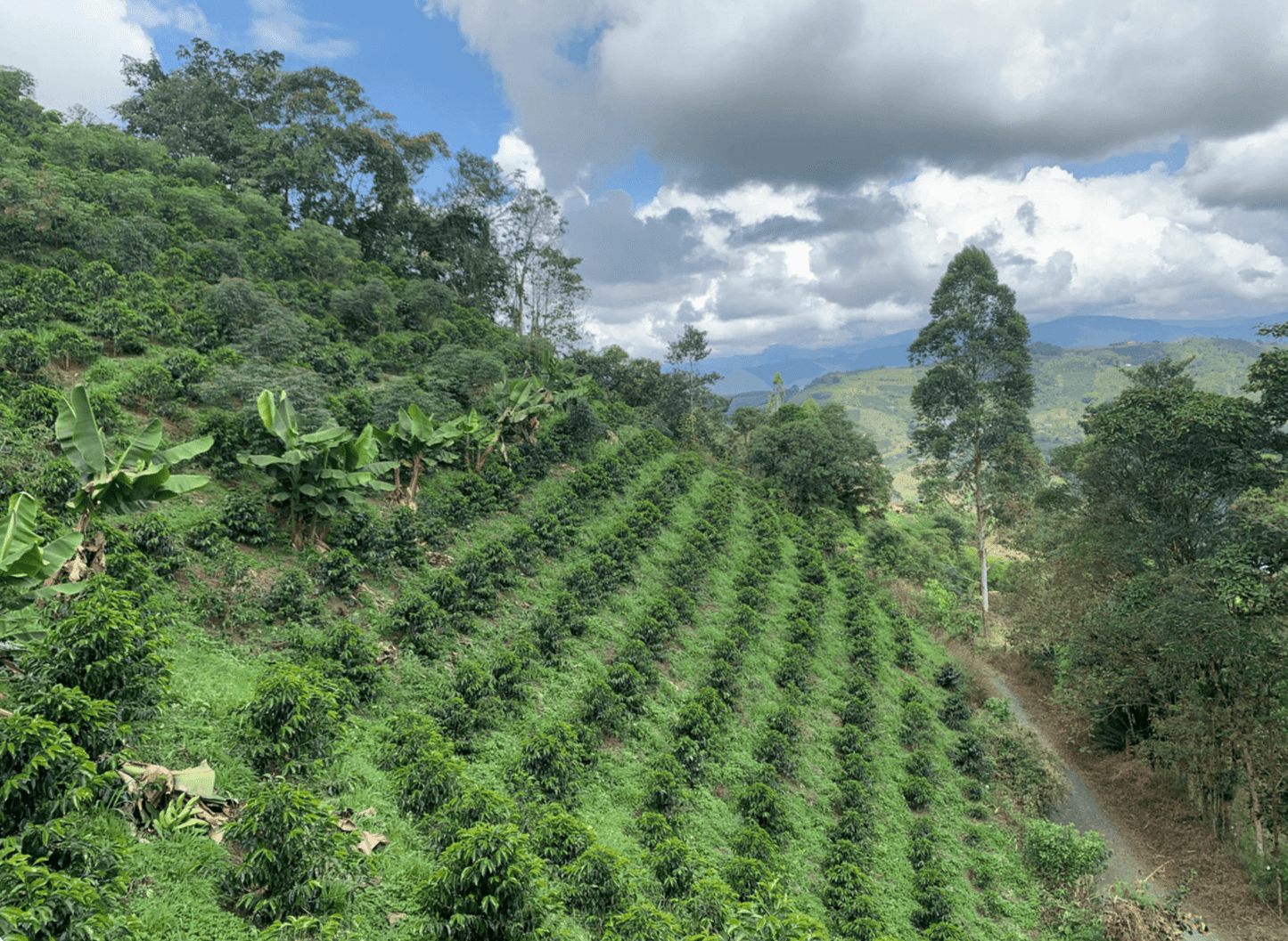 ELEICER GUATIN | Colombia | Washed - kaffemikGuava | Lemonade | HibiscusKaffeebohnen